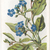Creeping forget-me-not.