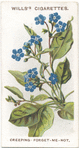 Creeping forget-me-not.