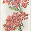 Rose milfoil.