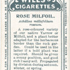 Rose milfoil.
