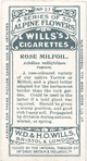 Rose milfoil.