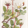 Mountain avens.