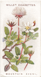 Mountain avens.