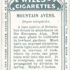 Mountain avens.