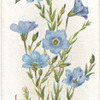 Alpine flax.