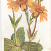 Mountain arnica.