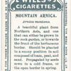 Mountain arnica.