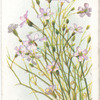 Tunica saxifraga.