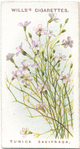 Tunica saxifraga.