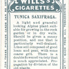 Tunica saxifraga.
