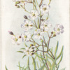 Gypsophila repens.
