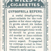 Gypsophila repens.