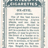 Ox-eye.