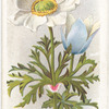 Alpine windflower.