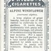 Alpine windflower.