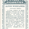 Alpine windflower.
