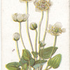 Grass of Parnassus.