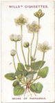 Grass of Parnassus.