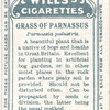 Grass of Parnassus.