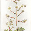 Saxifraga aizoon.