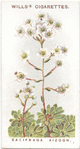Saxifraga aizoon.