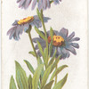 Blue Mountain Daisy.