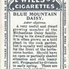 Blue Mountain Daisy.