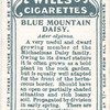 Blue Mountain Daisy.