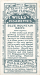 Blue Mountain Daisy.