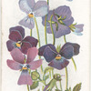 Alpine pansy.