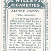 Alpine pansy.