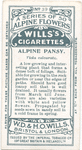 Alpine pansy.