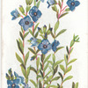 Rock speedwell.