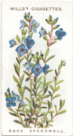 Rock speedwell.
