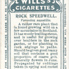 Rock speedwell.