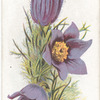Pasque flower.