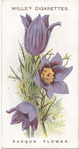 Pasque flower.