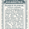 Pasque flower.