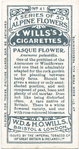 Pasque flower.