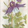 Alpine Columbine.