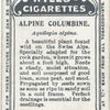 Alpine Columbine.
