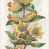 Spotted gentian.