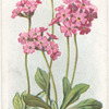 Bird's-eye primrose.