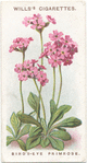 Bird's-eye primrose.