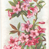 Alpine rose.