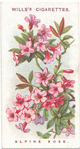 Alpine rose.