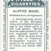 Alpine rose.