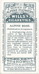 Alpine rose.