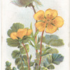 Mountain avens.