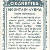 Mountain avens.